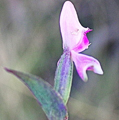 Disperis macowanii
