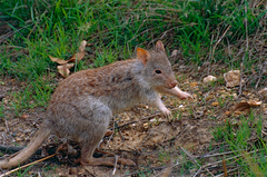 Rufous Rat-Kangaroo photo 3