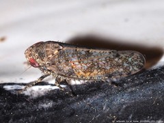 Paraphlepsius tennessus