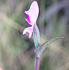 Disperis macowanii