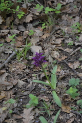 Dactylorhiza sambucina