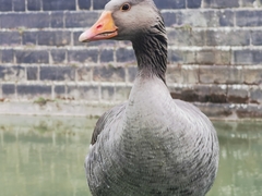Anser anser