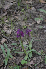 Dactylorhiza sambucina