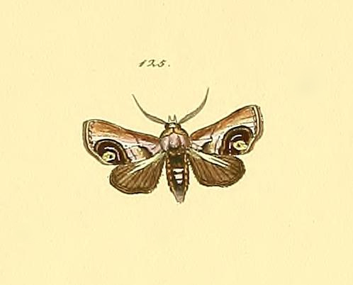 Eyed Paectes Moth