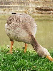 Anser anser