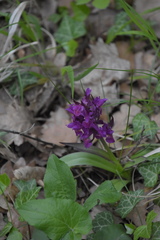 Dactylorhiza sambucina