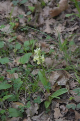 Dactylorhiza sambucina