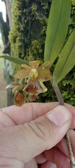 Epidendrum porpax