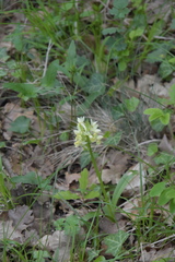 Dactylorhiza sambucina