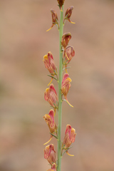 Linaria ventricosa