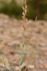 Linaria ventricosa
