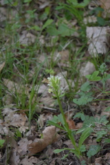 Dactylorhiza sambucina
