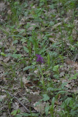 Dactylorhiza sambucina