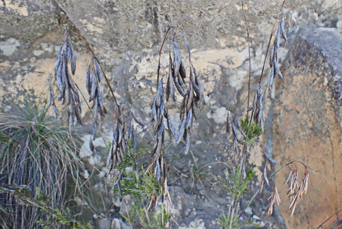 Image of Thamnochortus rigidus by no rights reserved