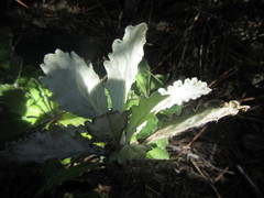 Hermas quercifolia