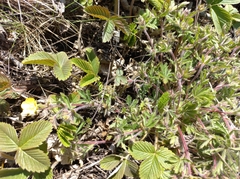 Potentilla humifusa