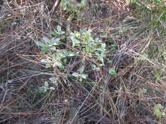 Hermas quercifolia