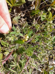 Potentilla humifusa