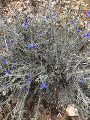 Lithodora