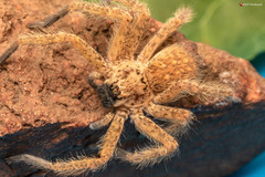 Palystella
