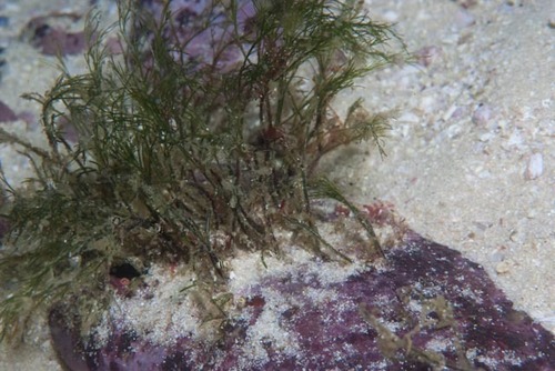 Cape cladophora (Cladophora capensis)