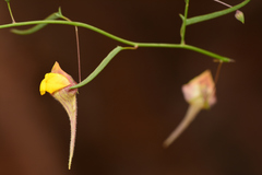 Nanorrhinum heterophyllum