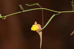 Nanorrhinum heterophyllum