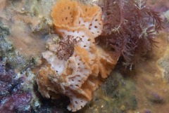 Adeonella