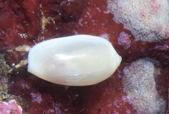 Marginella