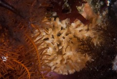 Margaretta levinseni