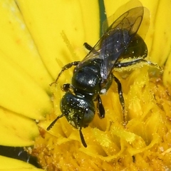 Ceratina strenua
