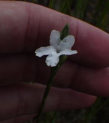 Elytraria caroliniensis