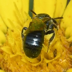 Ceratina strenua