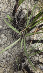 Elytraria caroliniensis