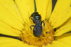 Ceratina strenua