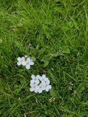 Cardamine dentata