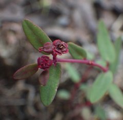 Euphorbia gariepina image