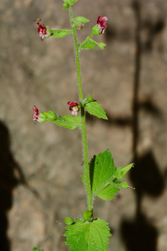 Scrophularia arguta