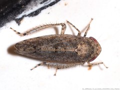 Paraphlepsius tennessus