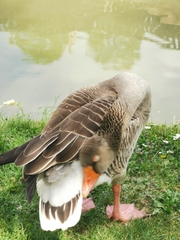 Anser anser