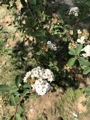 Spiraea