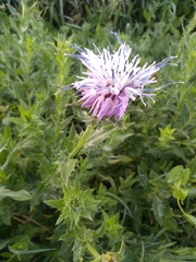 Carthamus caeruleus