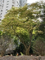 Crateva unilocularis