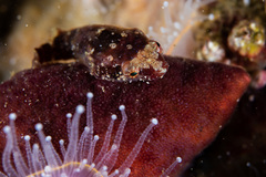 Apletodon pellegrini