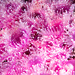 Cape Strawberry Anemone - Photo (c) Raoulco, some rights reserved (CC BY-NC), uploaded by Raoulco