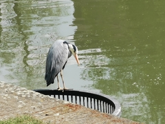 Ardea cinerea