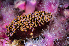 Ochlesis lenticulosus