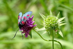 Zygaena viciae