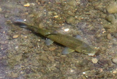 Catostomus occidentalis