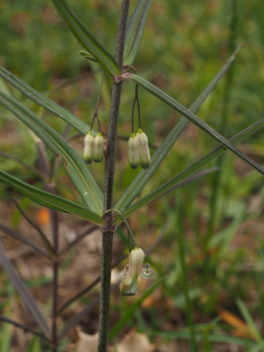 Polygonatum cirrhifolium, 2019-05-15